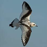 Mouette de Ross