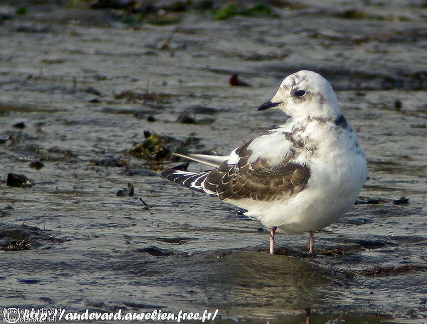 Mouette de Ross1ère année, mue, pigmentation