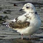 Mouette de Ross