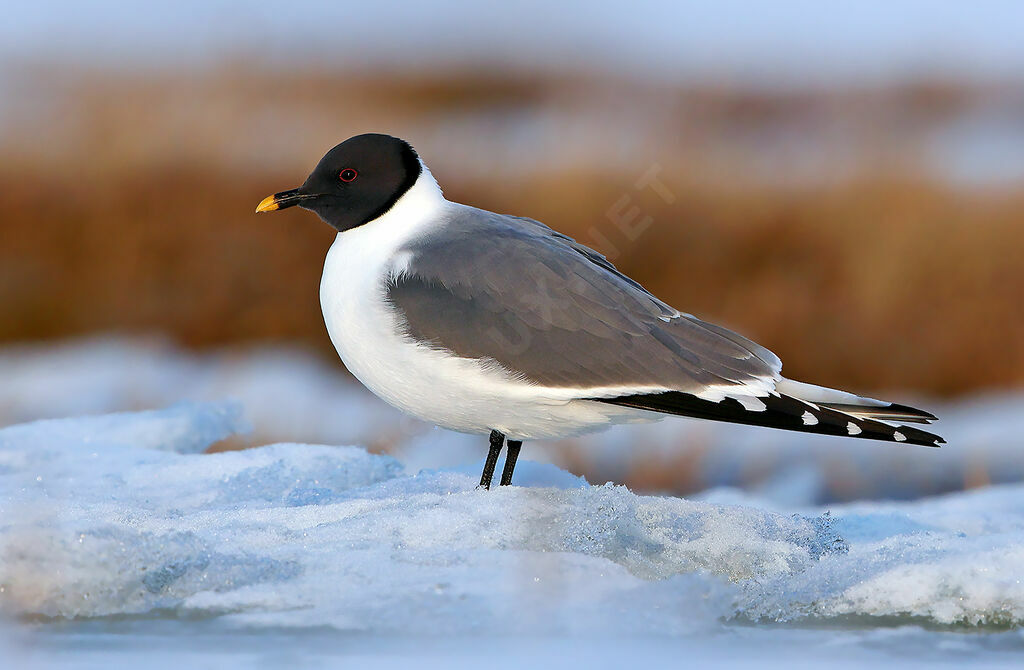 Sabine's Gull