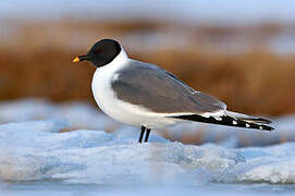 Sabine's Gull