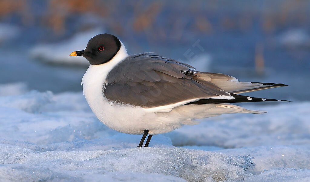 Mouette de Sabine