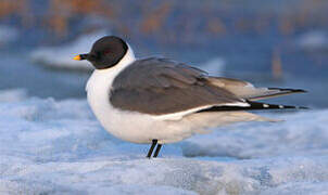 Sabine's Gull