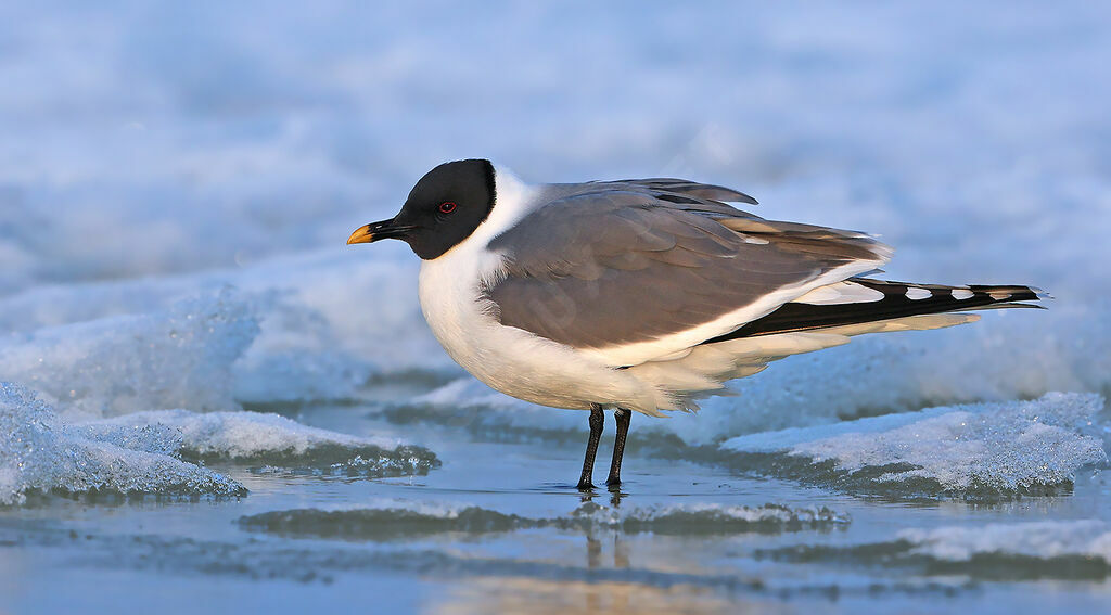 Mouette de Sabine