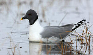 Sabine's Gull