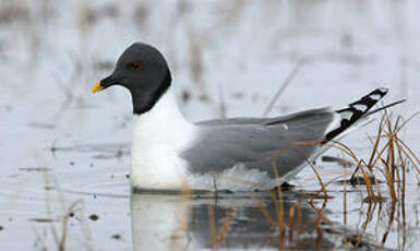 Mouette de Sabine