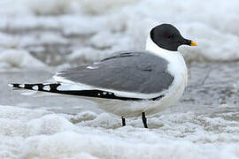 Sabine's Gull