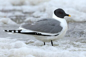 Mouette de Sabine