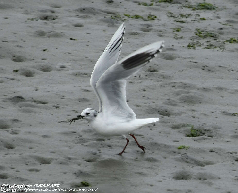 Mouette de Saundersadulte internuptial, pigmentation, régime