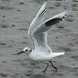 Mouette de Saunders