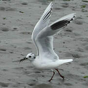 Saunders's Gull