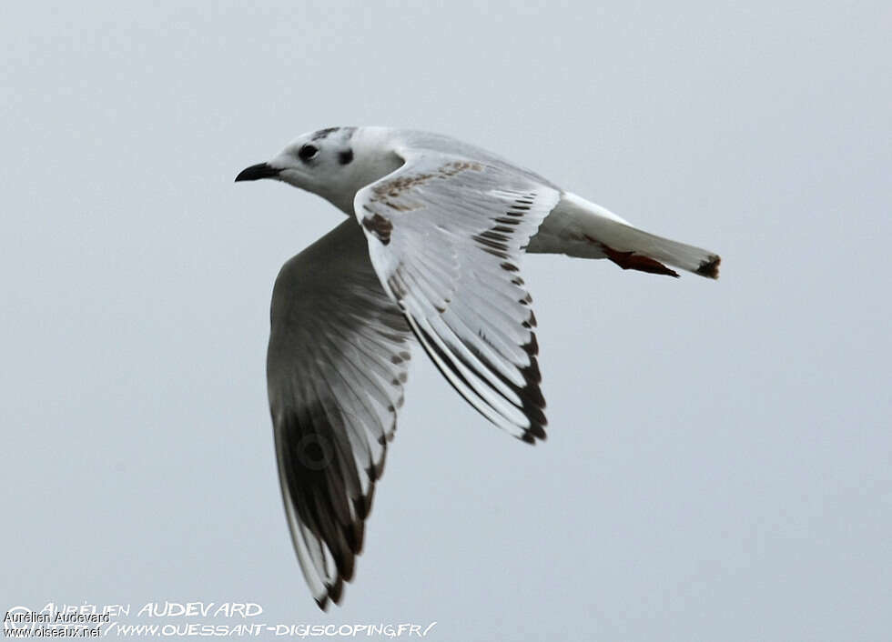 Mouette de Saunders2ème année, pigmentation, Vol