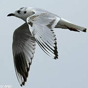 Mouette de Saunders