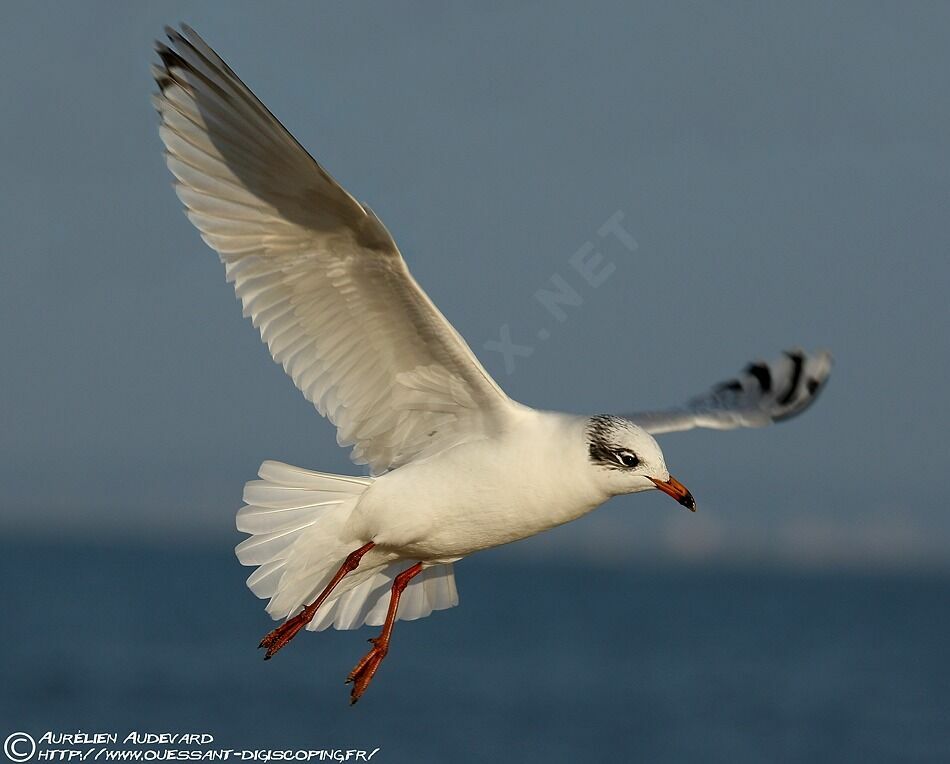 Mouette mélanocéphale, Vol