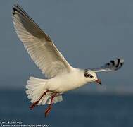 Mediterranean Gull