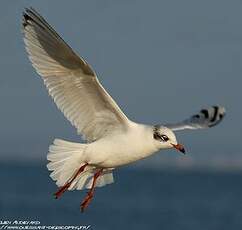 Mouette mélanocéphale