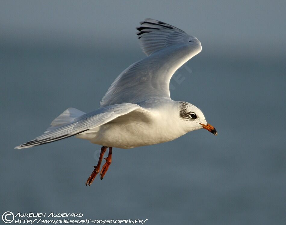 Mouette mélanocéphale, Vol