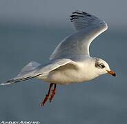 Mediterranean Gull