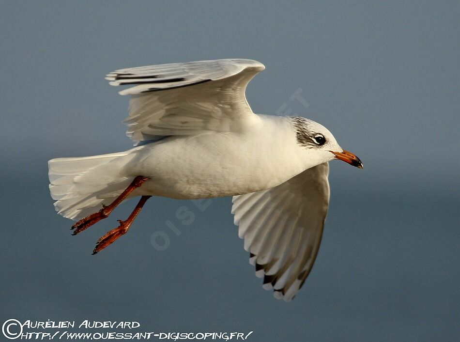 Mouette mélanocéphale