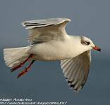 Mouette mélanocéphale