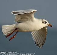 Mouette mélanocéphale