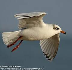 Mouette mélanocéphale