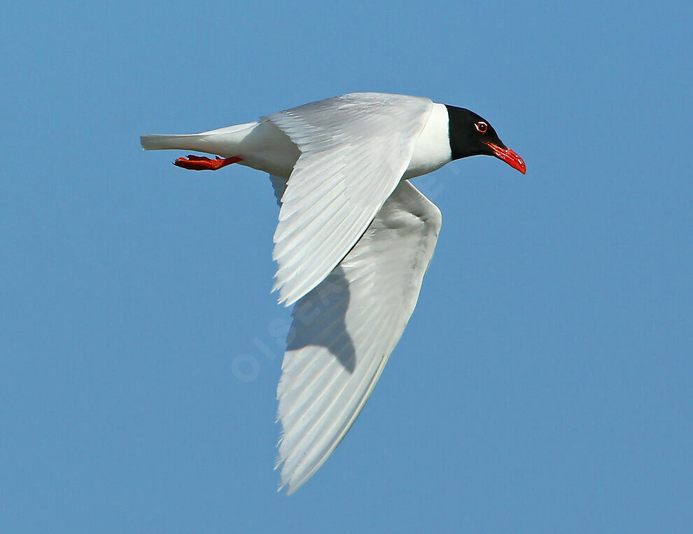 Mouette mélanocéphaleadulte nuptial, Vol