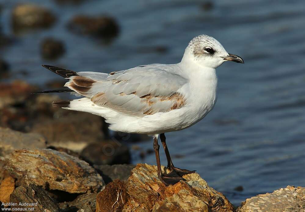 Mouette mélanocéphale1ère année, identification