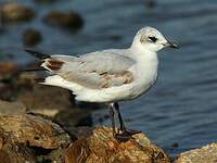 Mouette mélanocéphale