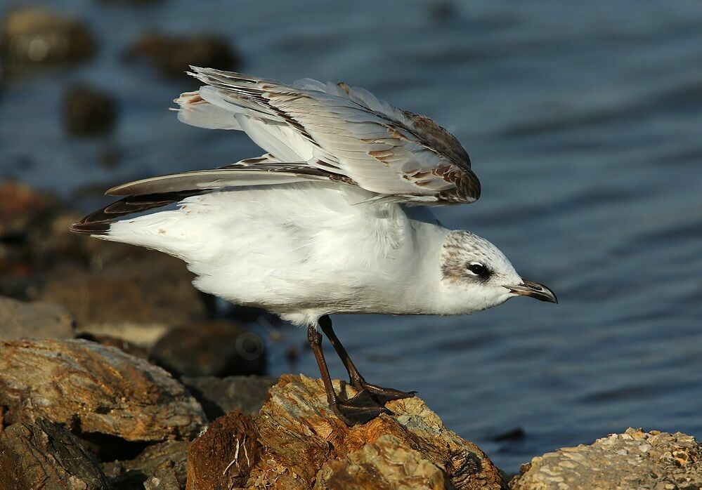 Mouette mélanocéphale1ère année