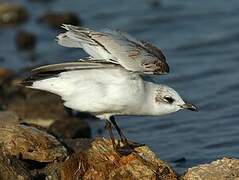 Mouette mélanocéphale