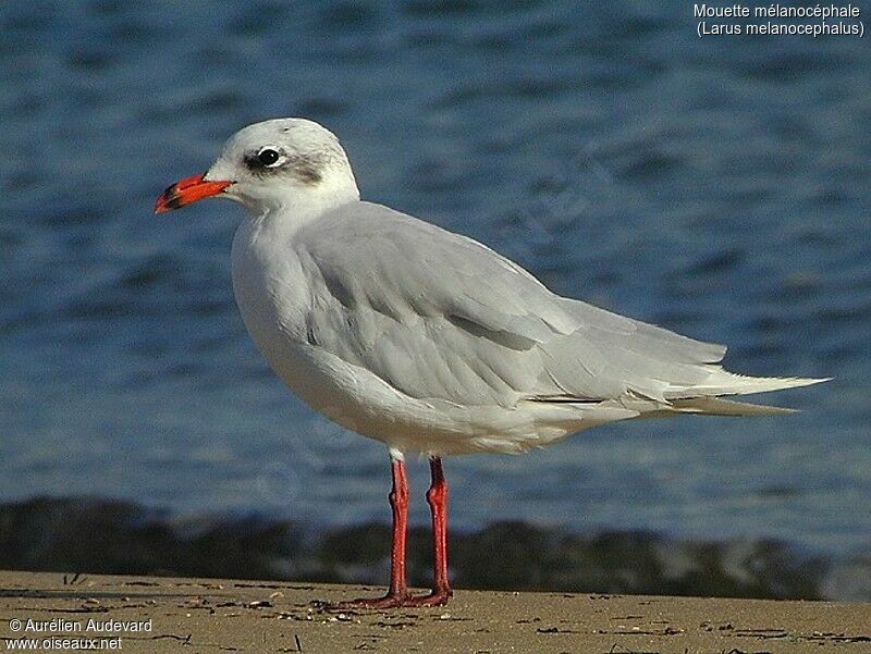 Mouette mélanocéphale