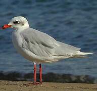 Mouette mélanocéphale