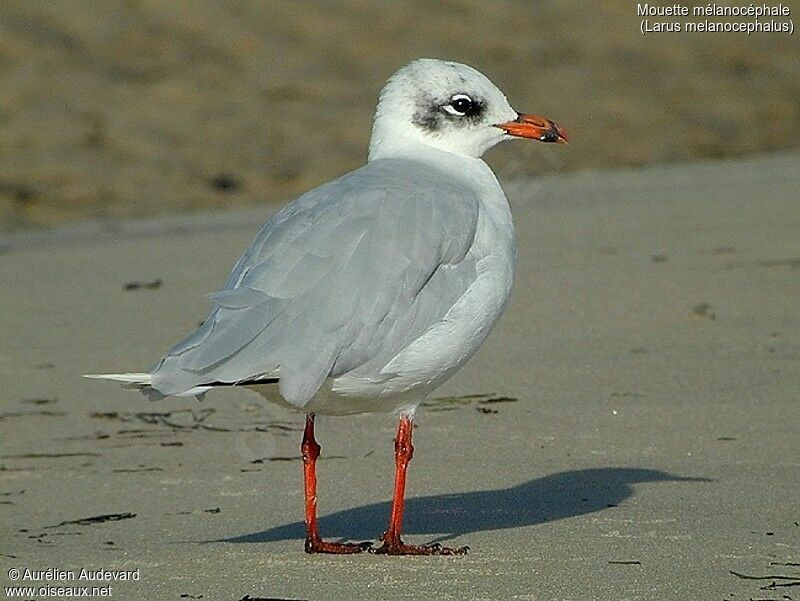 Mouette mélanocéphale