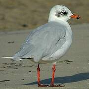 Mediterranean Gull