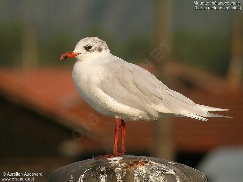 Mouette mélanocéphale