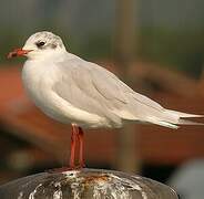 Mouette mélanocéphale