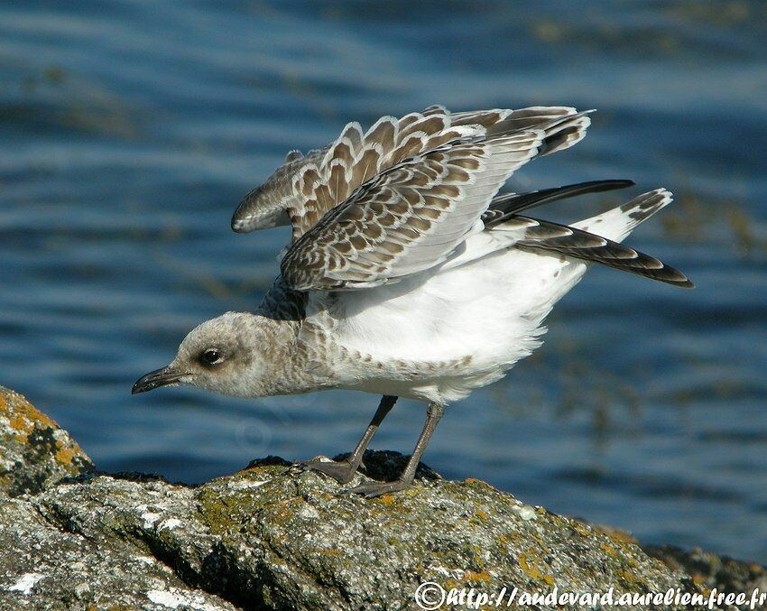 Mouette mélanocéphale