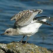 Mediterranean Gull