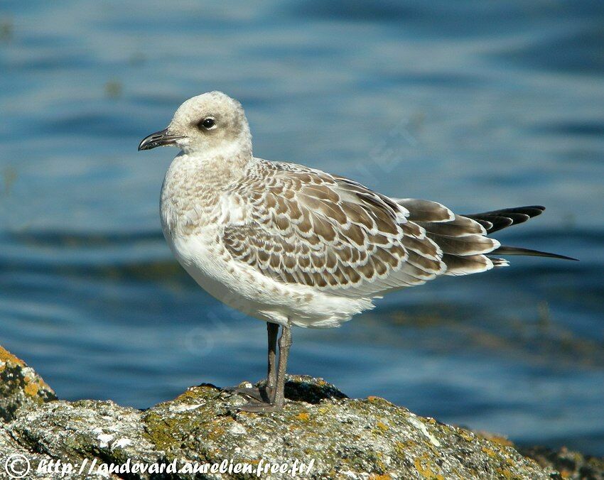 Mouette mélanocéphale