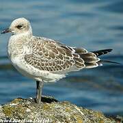 Mediterranean Gull