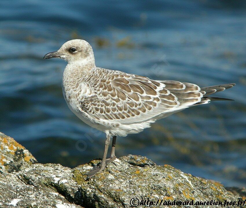 Mouette mélanocéphale1ère année