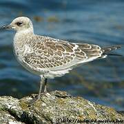 Mediterranean Gull