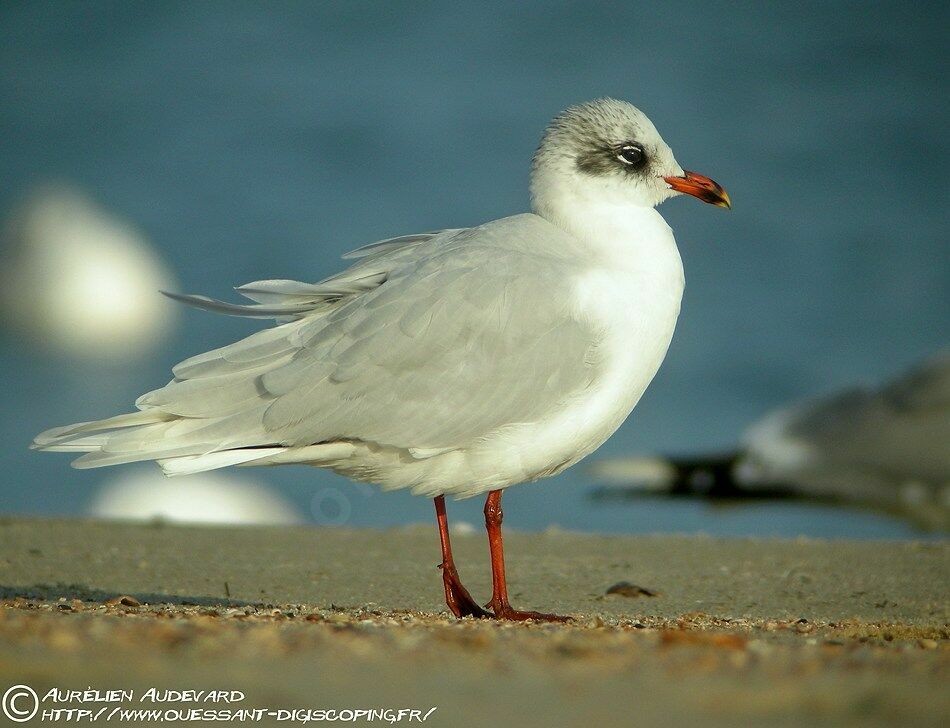 Mouette mélanocéphale