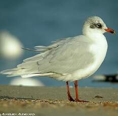 Mouette mélanocéphale