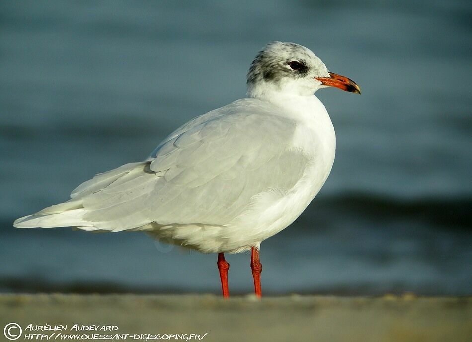 Mouette mélanocéphale