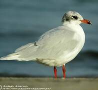 Mouette mélanocéphale