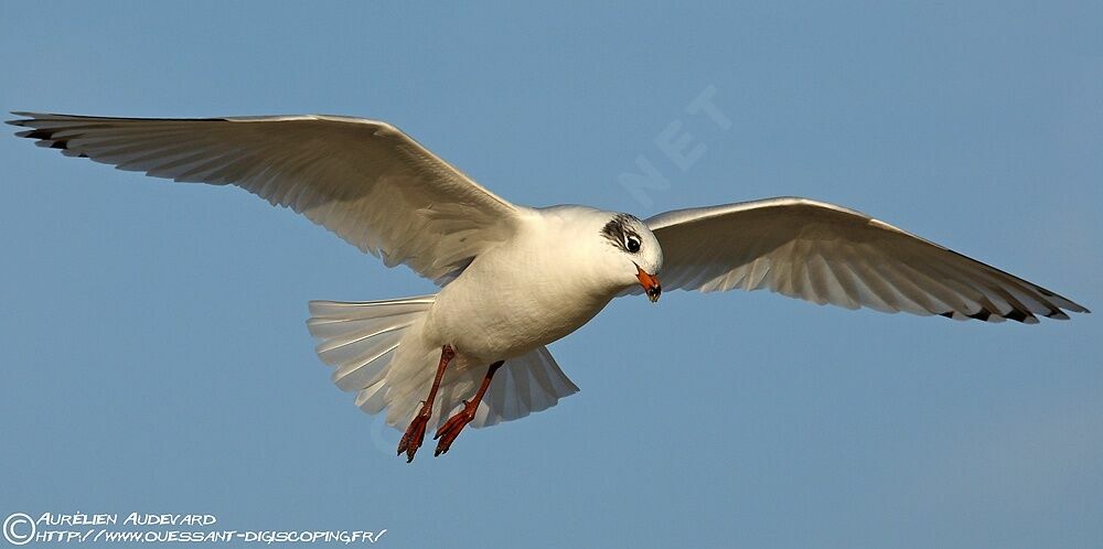 Mouette mélanocéphale, Vol