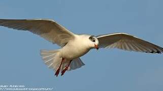 Mediterranean Gull