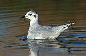 Mouette pygmée